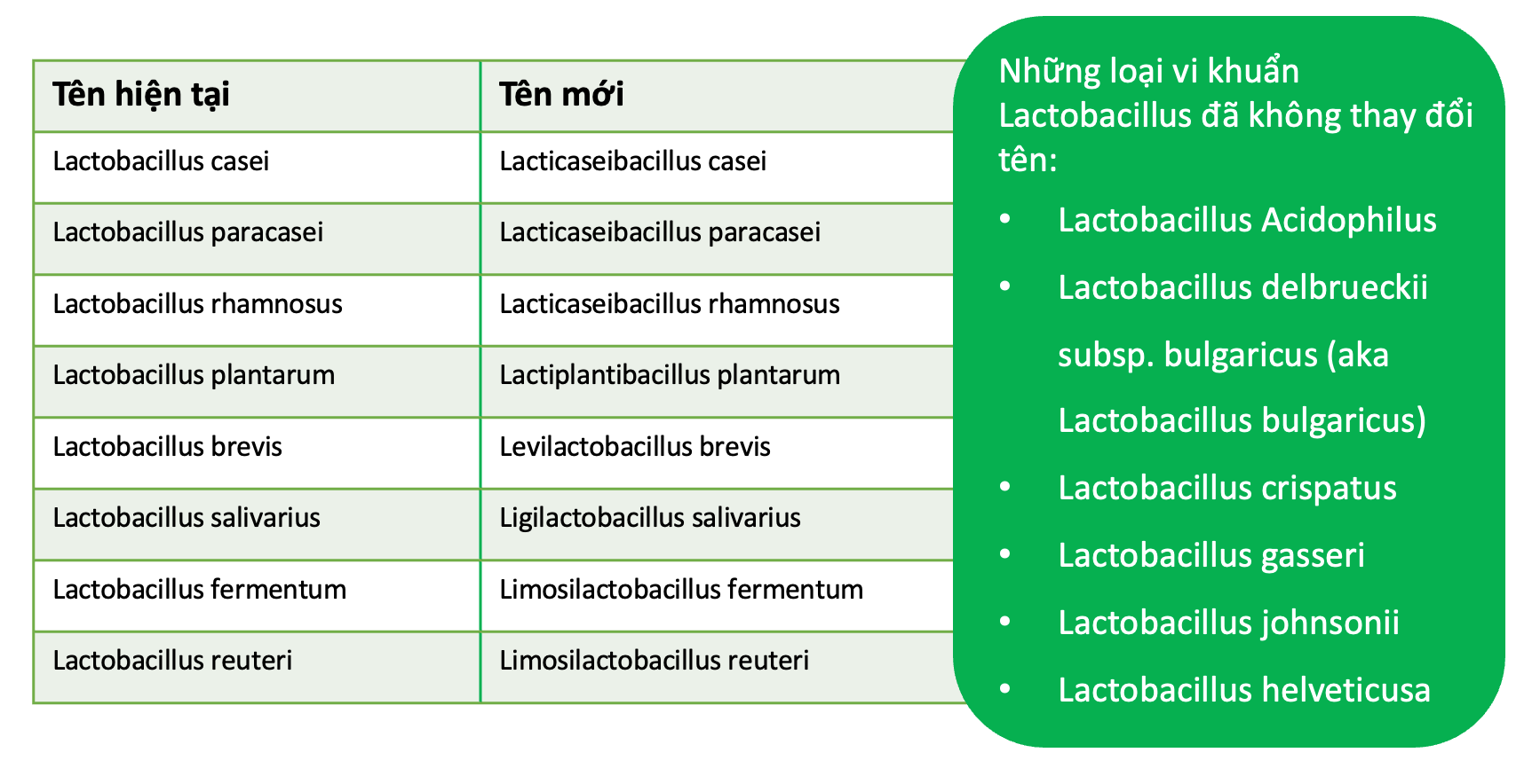 Tên mới cho một số loài vi khuẩn Lactobacillus nổi bật