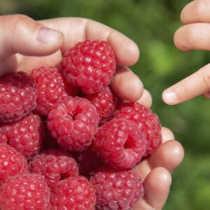 Chế độ ăn có chỉ số đường huyết thấp trong thai kỳ và tác động của chế độ ăn này lên kết quả của mẹ và trẻ sơ sinh (news)