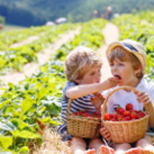 Con của bạn là một người kén ăn? Lý do có thể là do gien của chúng (news)