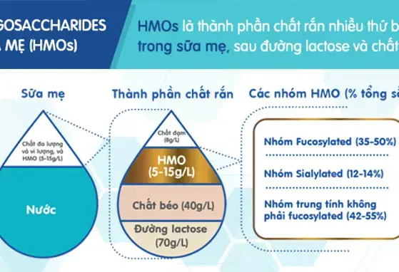 HMOs - Đặc điểm nhận dạng của “Chiến binh” trong Sữa Mẹ. (infographics)